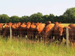 John Coleman's South Devon cattle